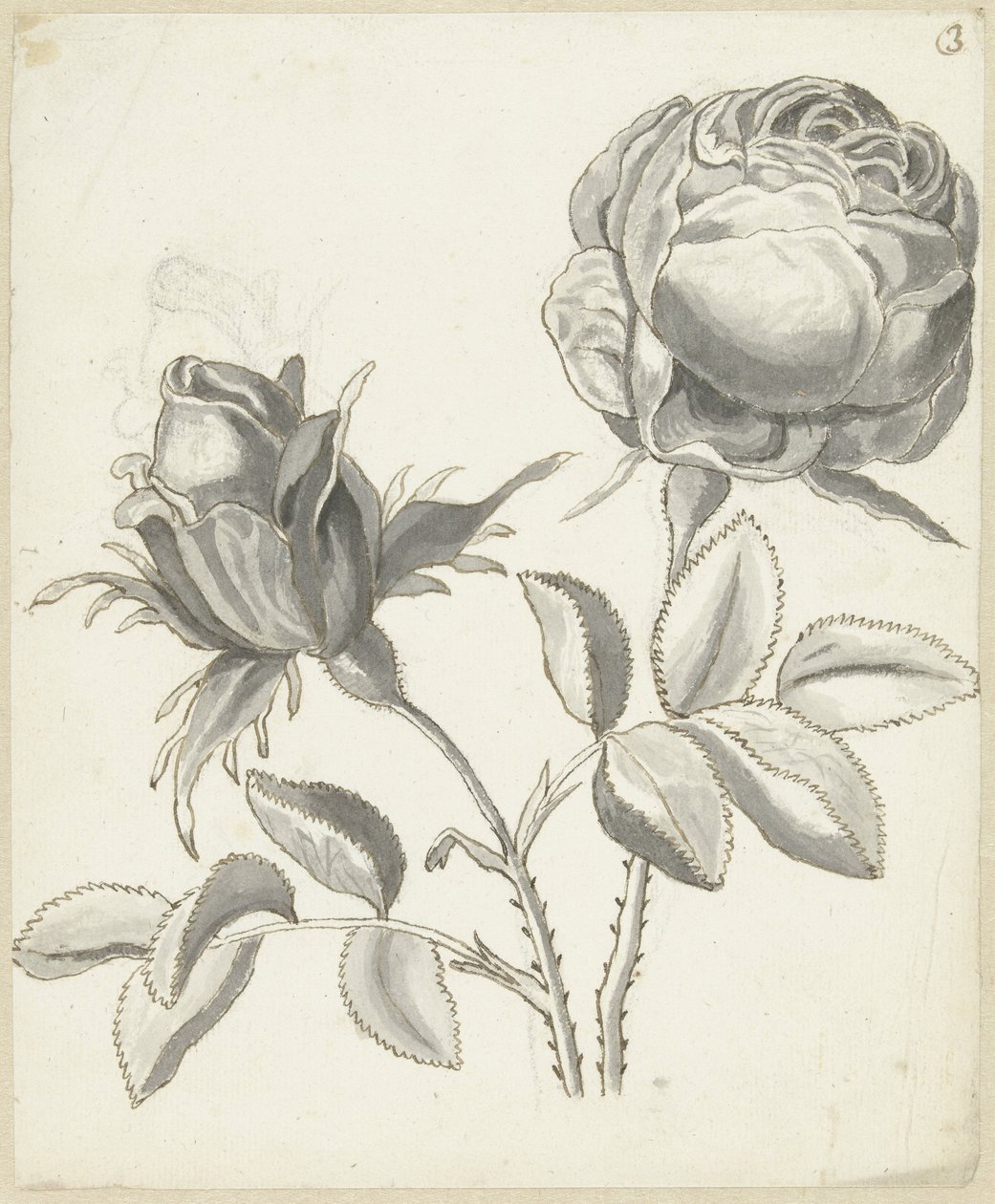 Dos rosas de Bernard Picart