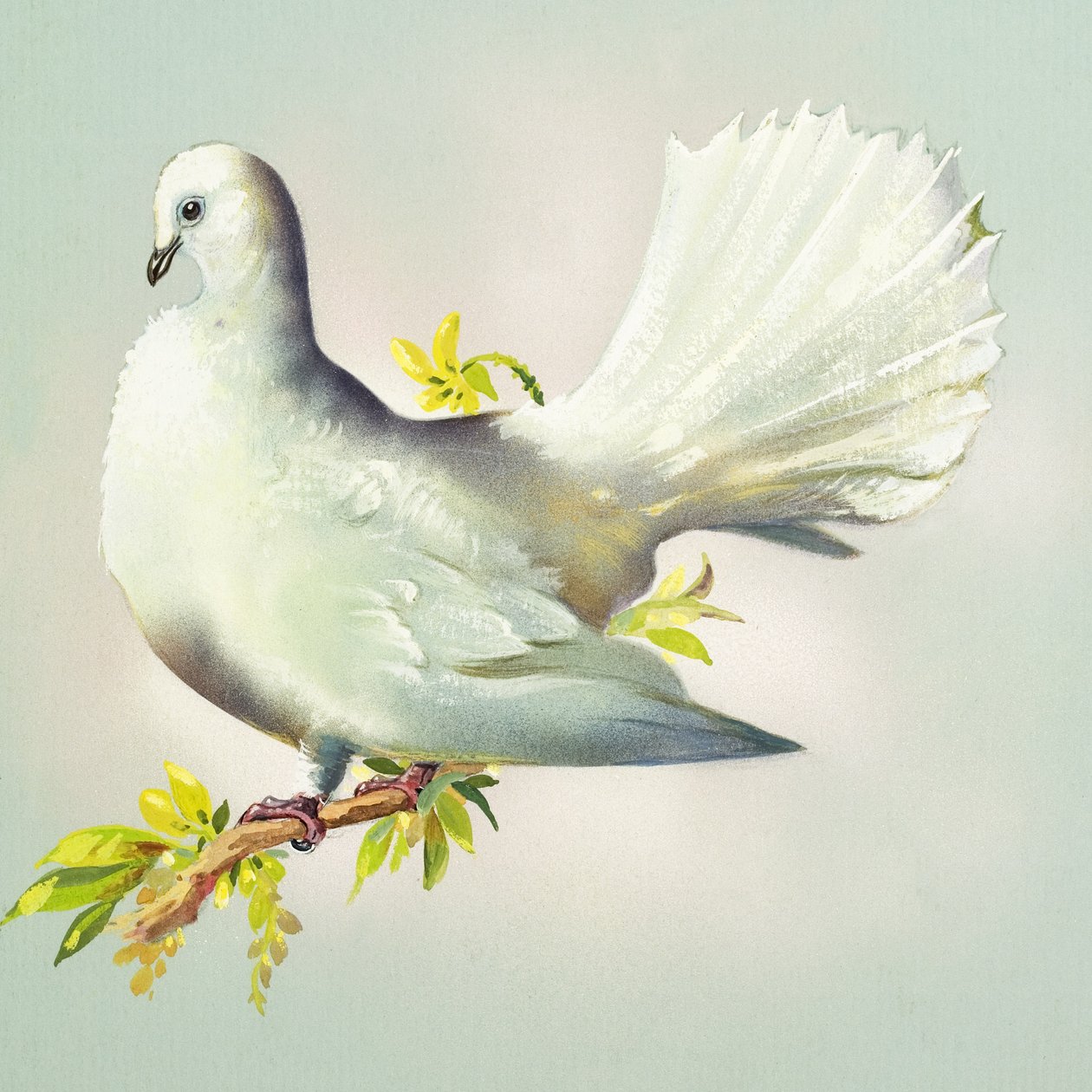 Fantail Dove (gouache sobre papel) de Bert Illoss