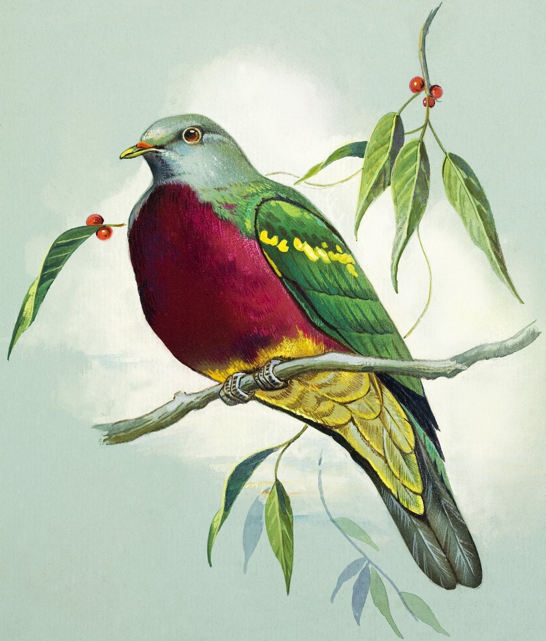Magnífica paloma frutera (gouache sobre papel) de Bert Illoss