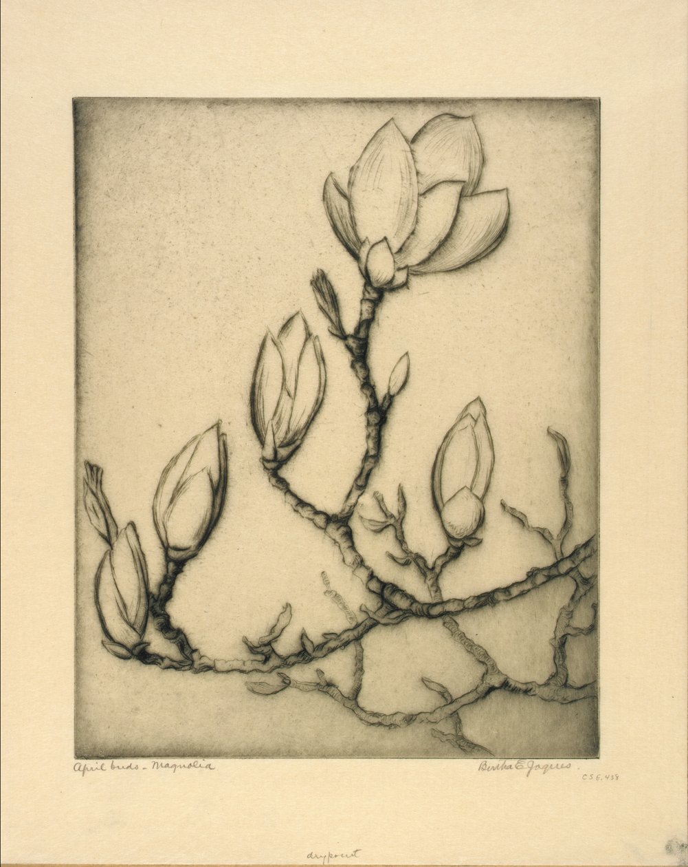 Brotes de abril--Magnolia de Bertha E. Jaques