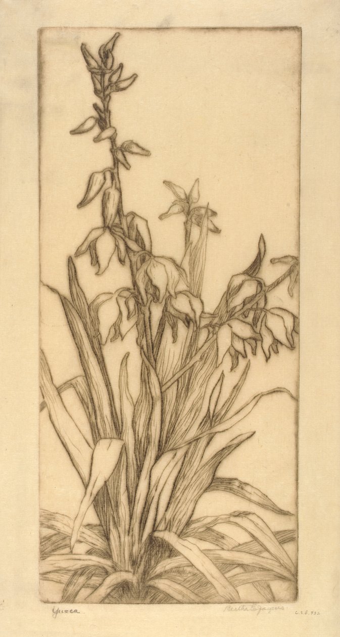 Yuca de Bertha E. Jaques