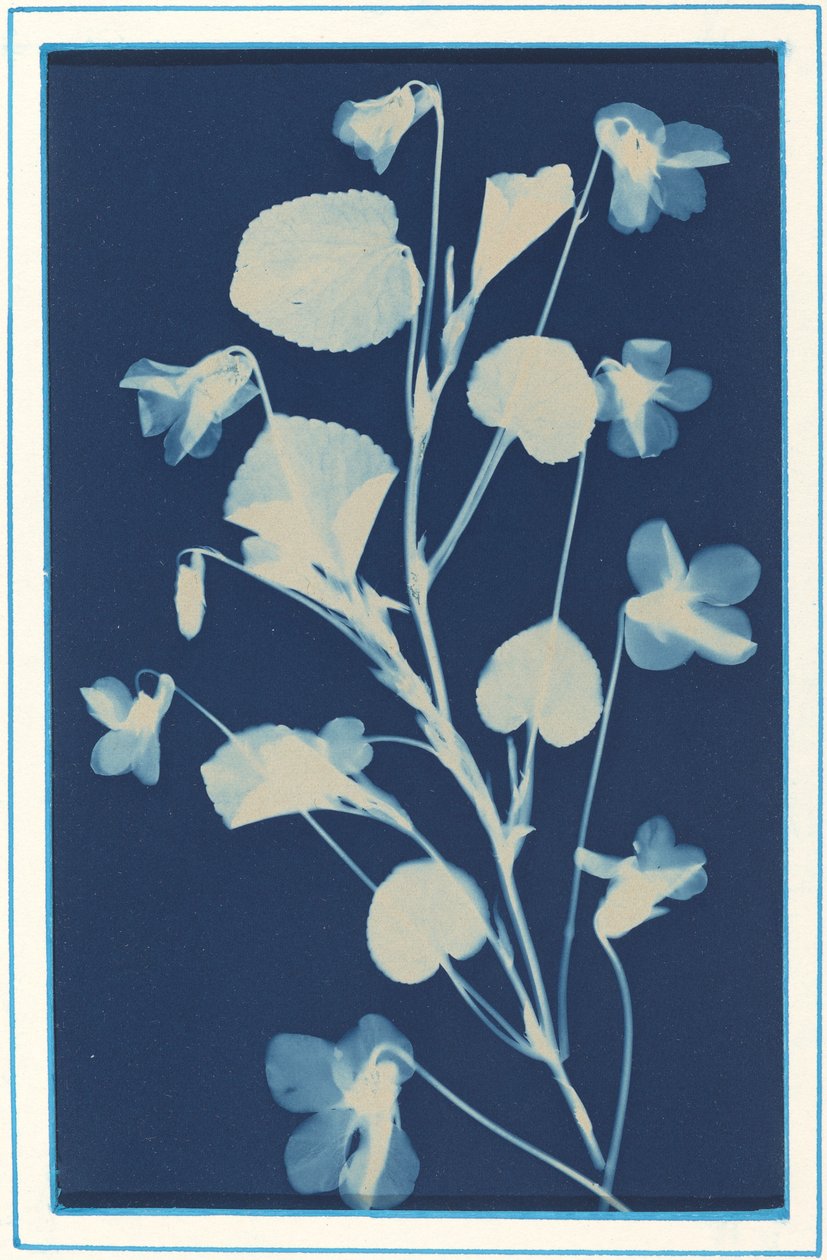 Sin título, c. 1900 de Bertha Evelyn Jacques