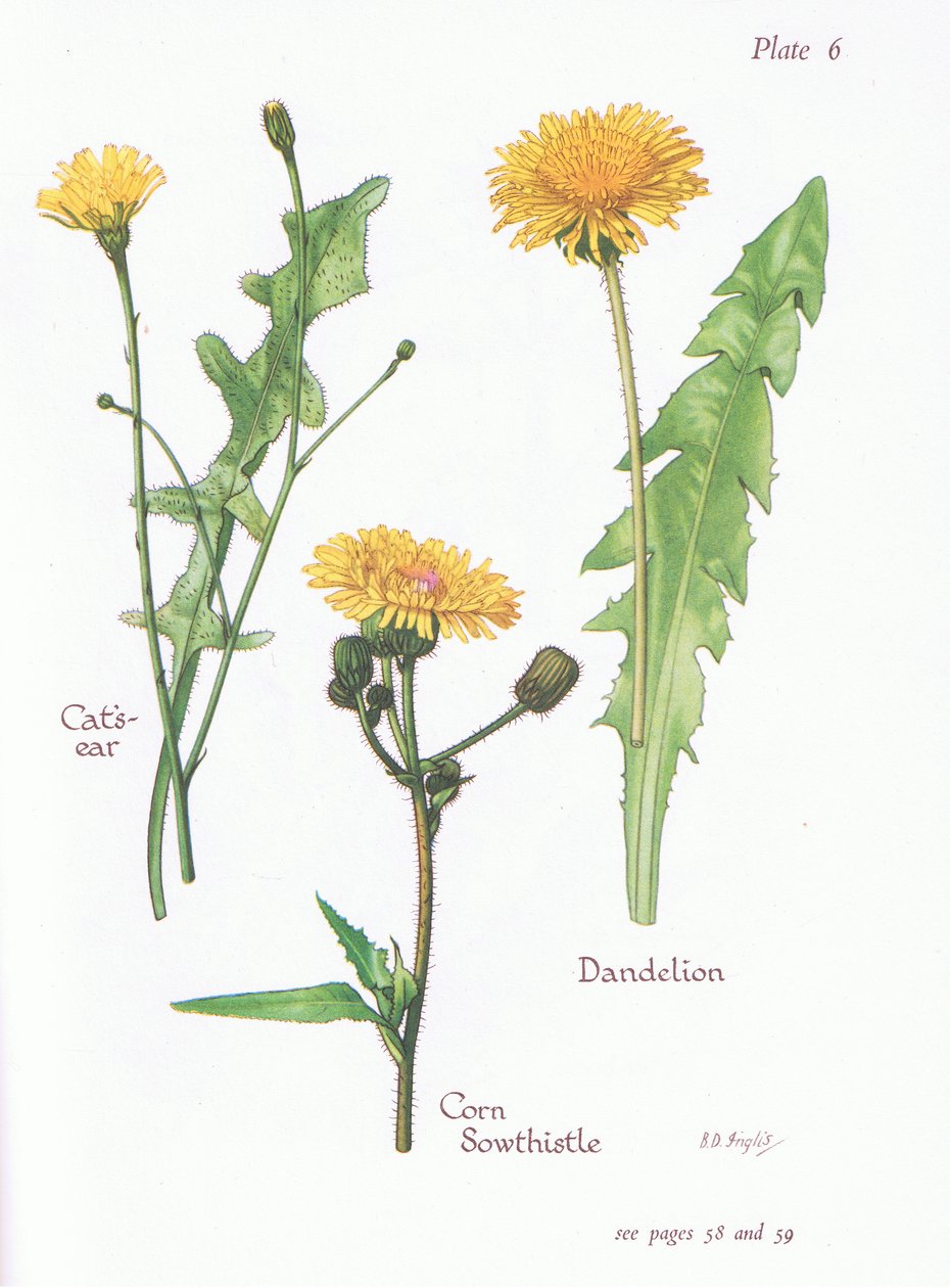Hypochaeris radicata, Taraxacum, Sonchus arvensis, 1951 de Bessie D. Inglis