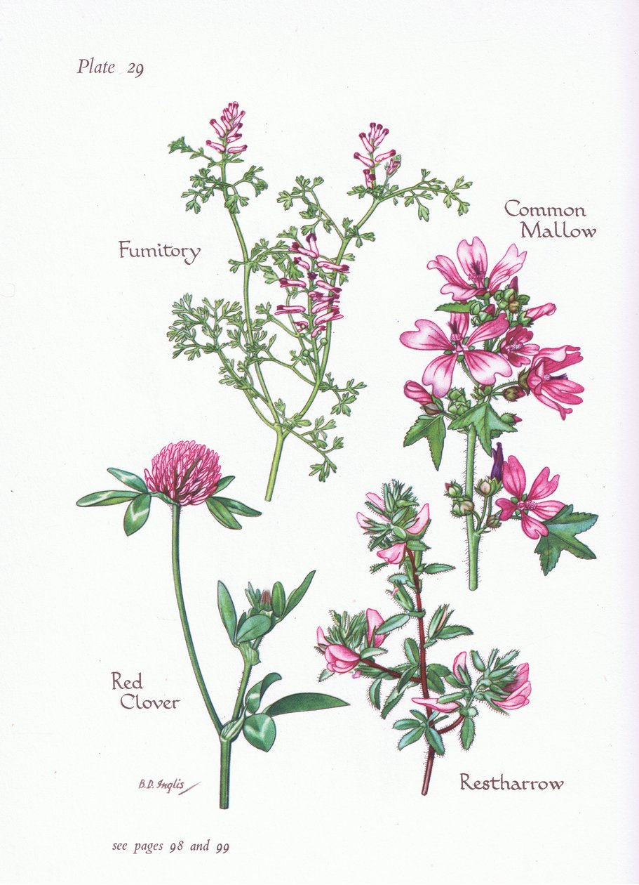 Malva común, Ononis, Fumaria, Trébol rojo, 1951 de Bessie D. Inglis