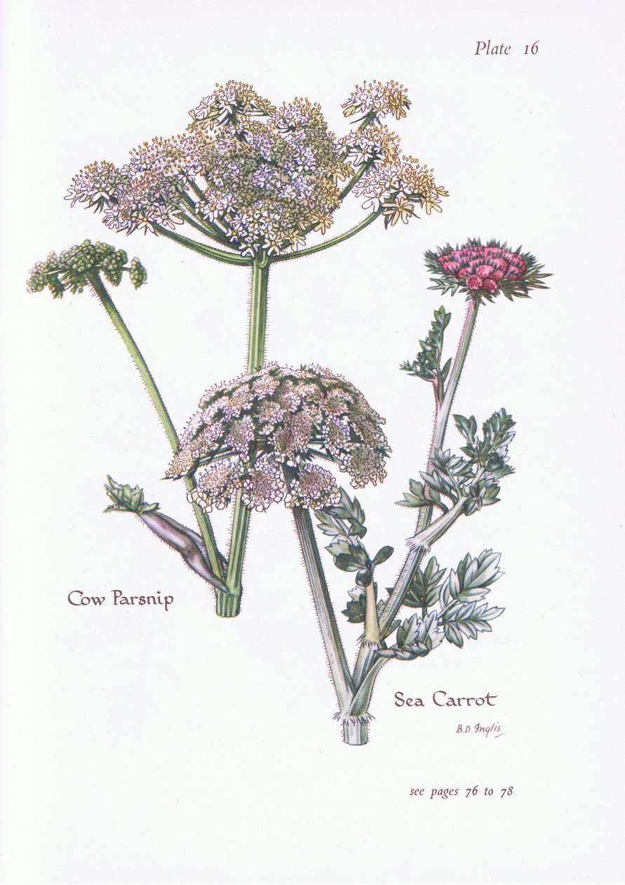 Heracleum sphondylium, Daucus carota marítima, 1951 de Bessie D. Inglis