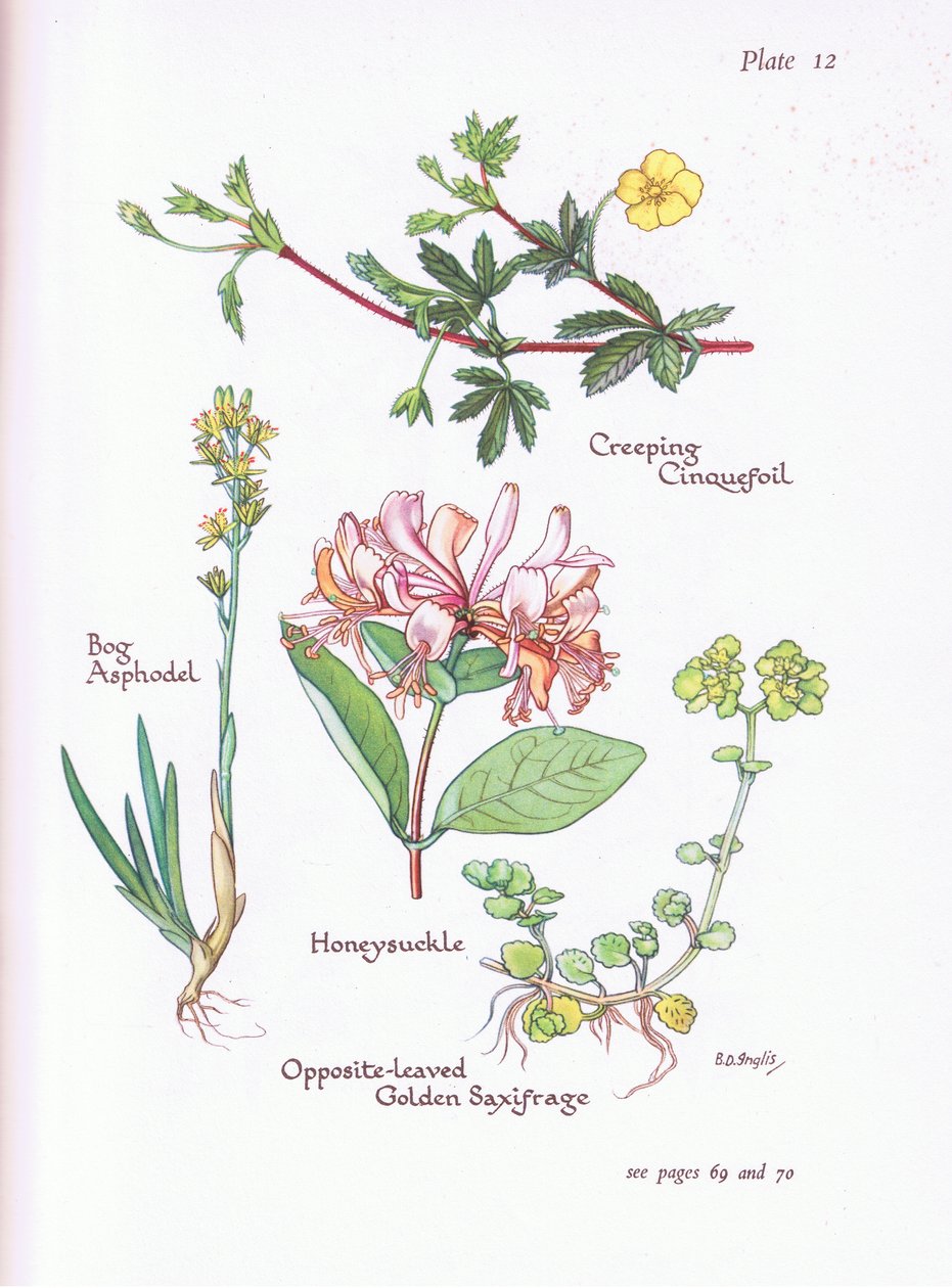 Potentilla reptans, Narthecium ossifragum, Lonicera periclymenum, Chrysosplenium oppositifolium, 1951 de Bessie D. Inglis