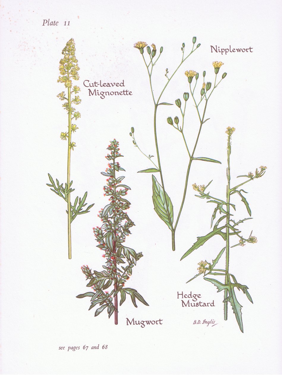 Reseda lutea, Artemisia vulgaris, Lapsana communis, Sisymbrium officinale, 1951 de Bessie D. Inglis