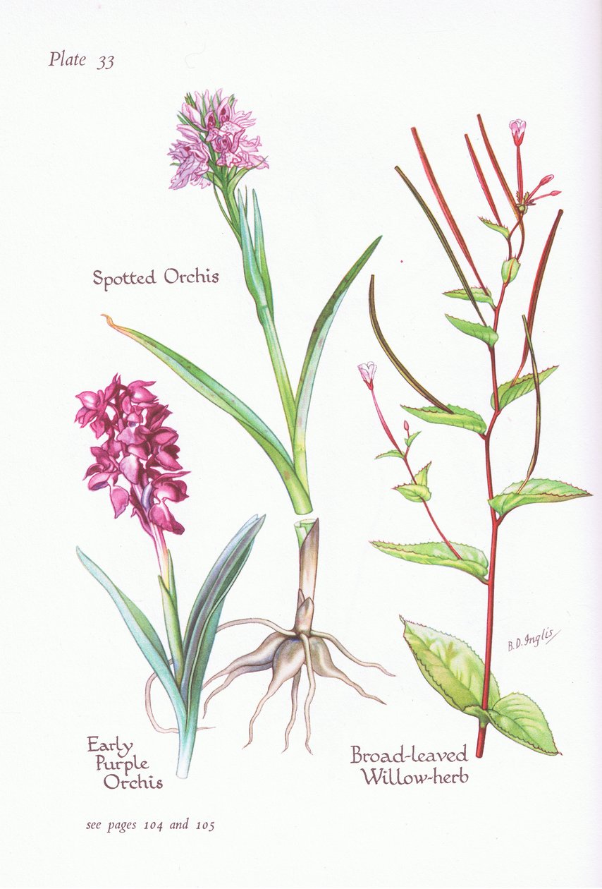 Orquídea púrpura temprana, Orquídea manchada, Epilobio de hoja ancha de Bessie D. Inglis
