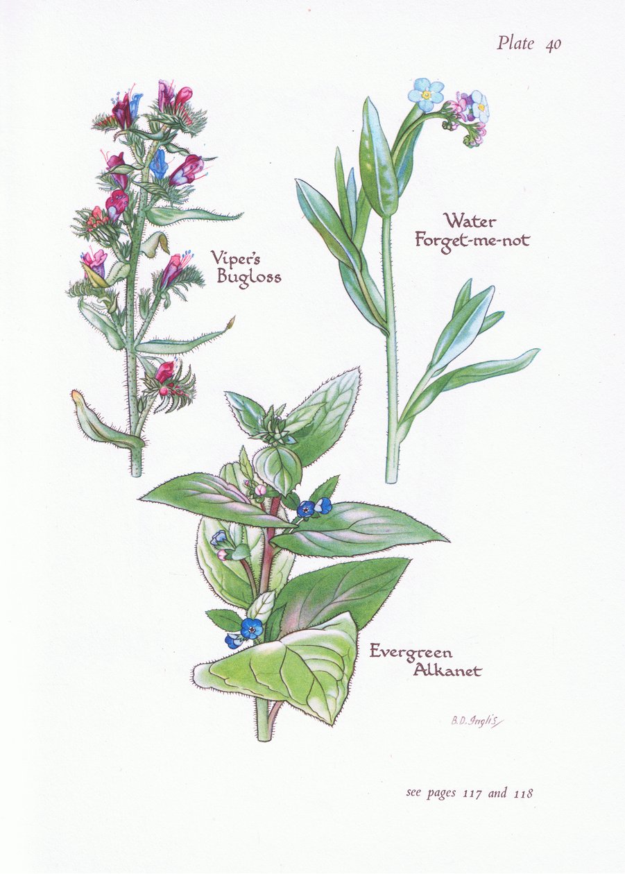 Alkanet perenne, Viborera, Nomeolvides de agua de Bessie D. Inglis