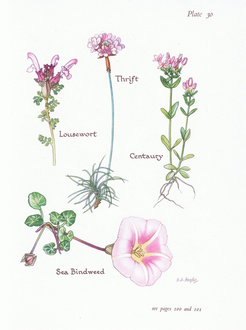 Pedicularis, Armeria marítima, Centaurea, Correhuela marina, 1951 de Bessie D. Inglis