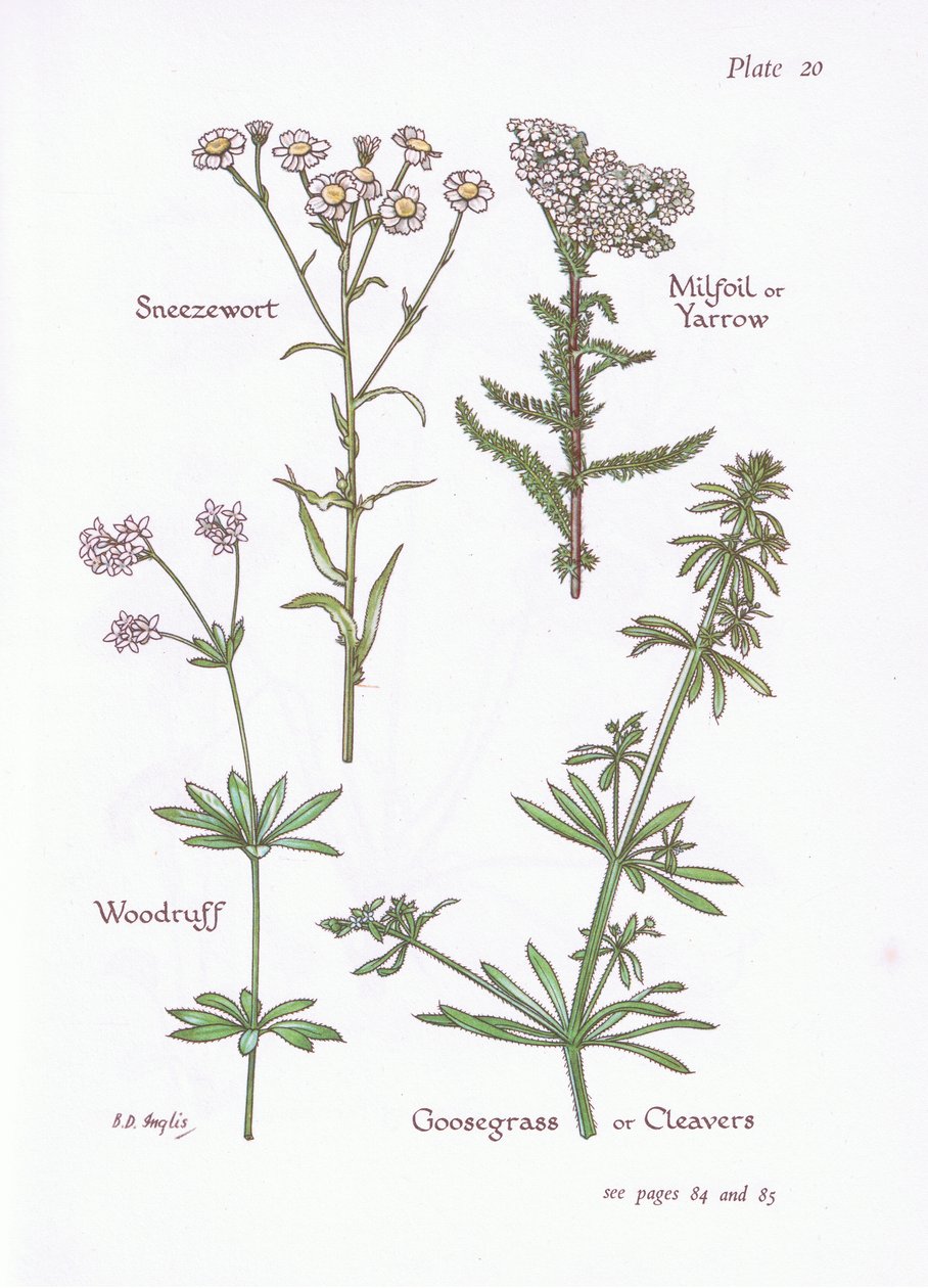 Achillea ptarmica, Milenrama, Asperula odorata, Galium aparine, 1951 de Bessie D. Inglis
