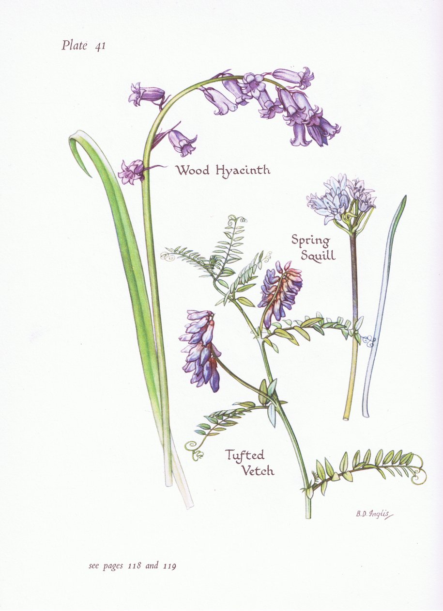 Escila de primavera, Jacinto de bosque, Veza tupida de Bessie D. Inglis