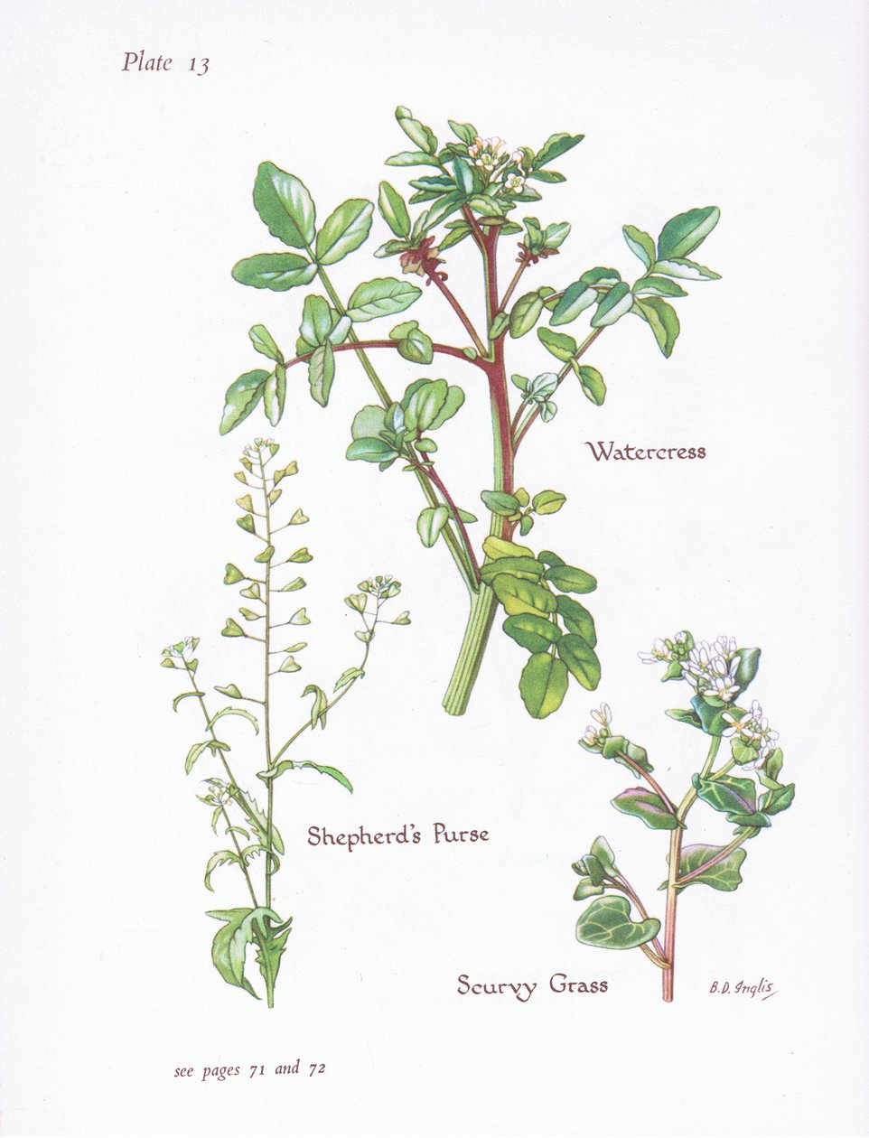 Berro, Capsella bursa-pastoris, Cochlearia, 1951 de Bessie D. Inglis