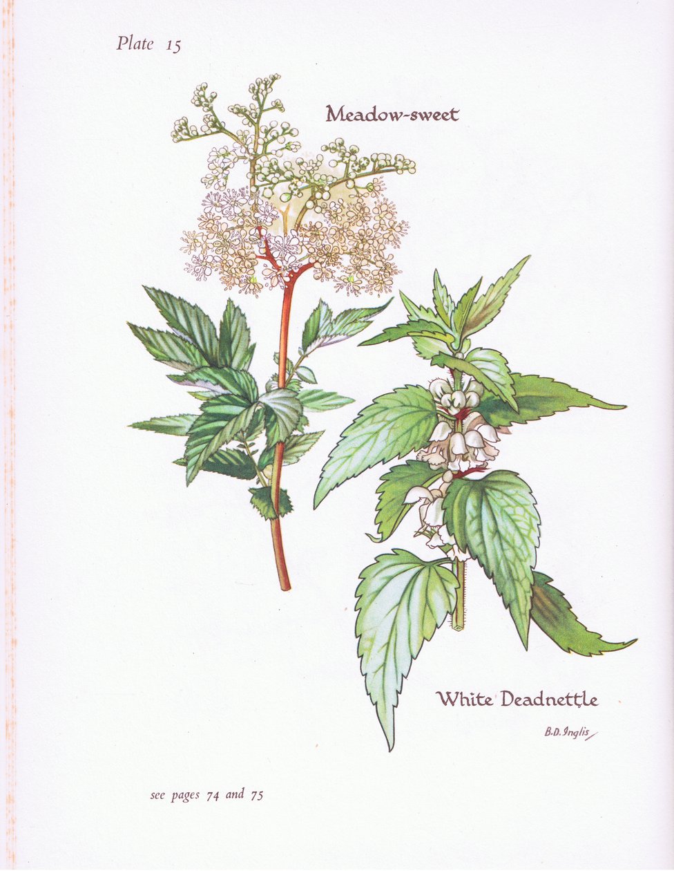 Lamium album, Filipendula ulmaria, 1951 de Bessie D. Inglis