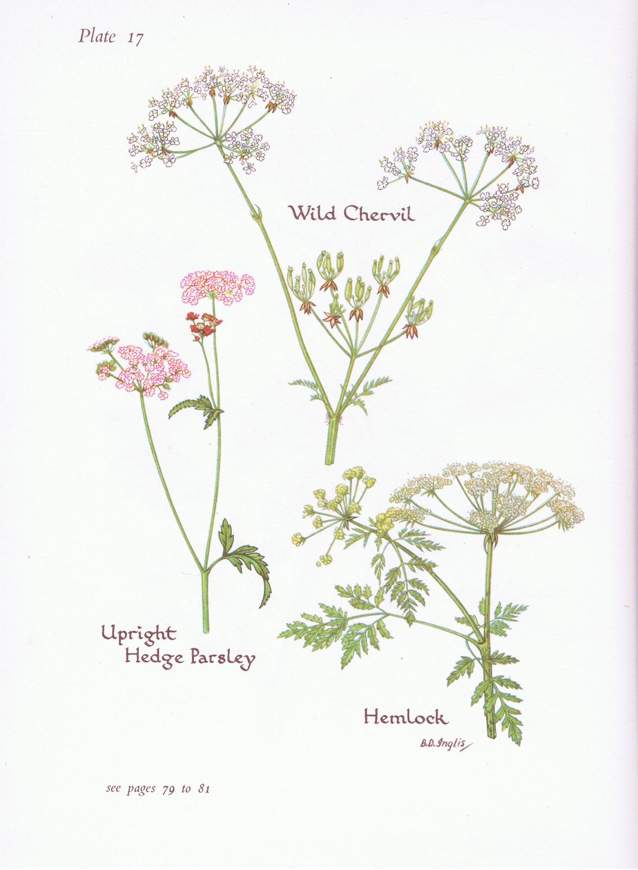 Chaerophyllum temulum, Conium maculatum, Torilis japonica, 1951 de Bessie D. Inglis
