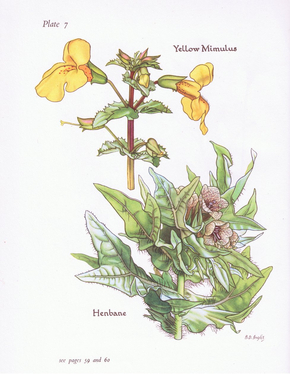 Mimulus amarillo, Hyoscyamus niger, 1951 de Bessie D. Inglis