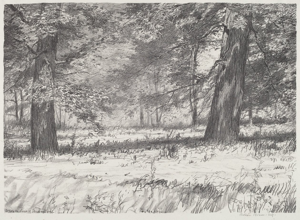 Dos arces de Bolton Brown