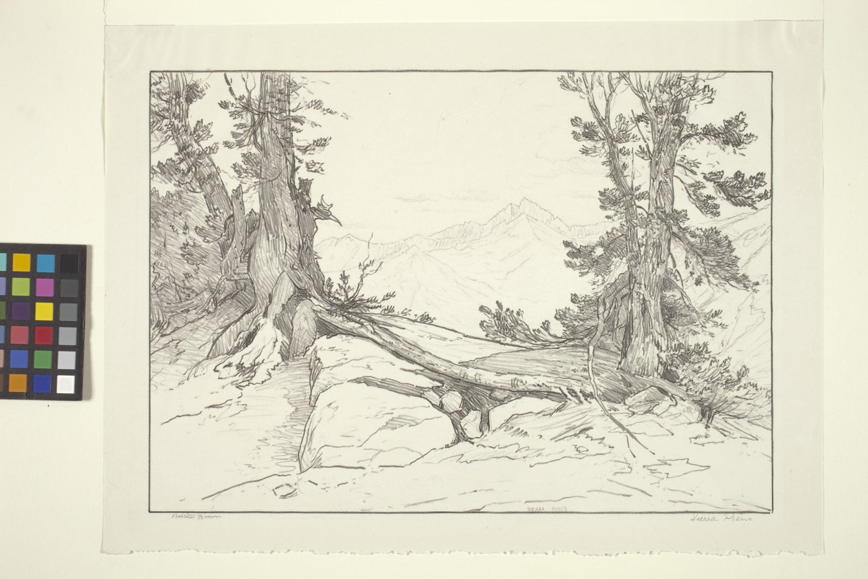 Sierra Pines (tinta sobre papel) de Bolton Coit Brown