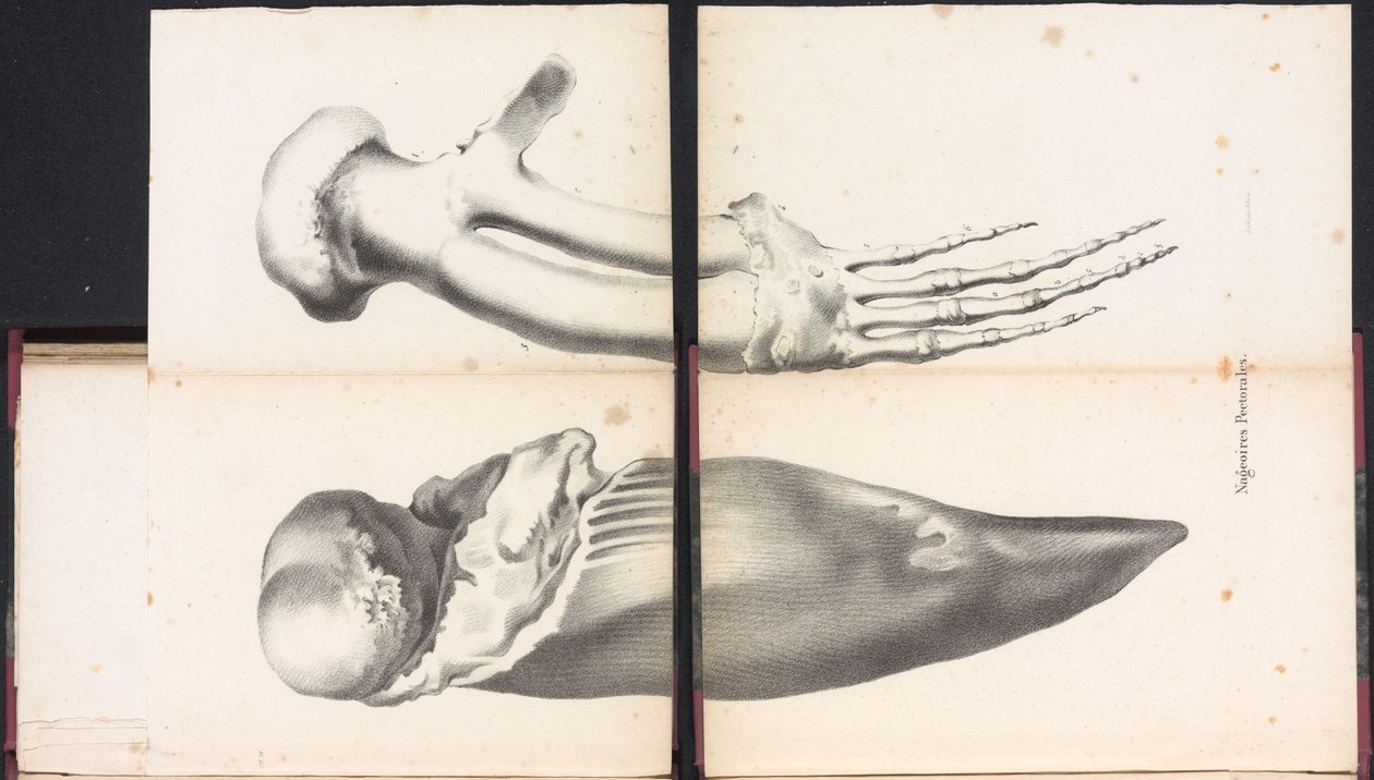Aletas pectorales de la ballena, 1827 Nageoires Pectorales (título sobre objeto) de Bossuet