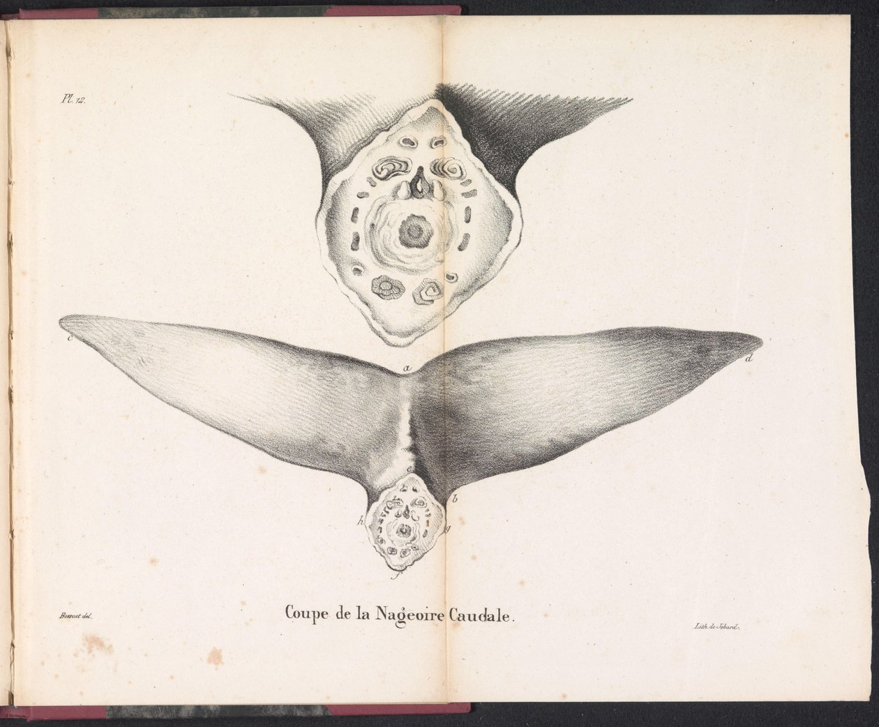 Sección de la aleta caudal de la ballena, 1827 Coupe de la Nageoire Caudale (título sobre objeto) de Bossuet
