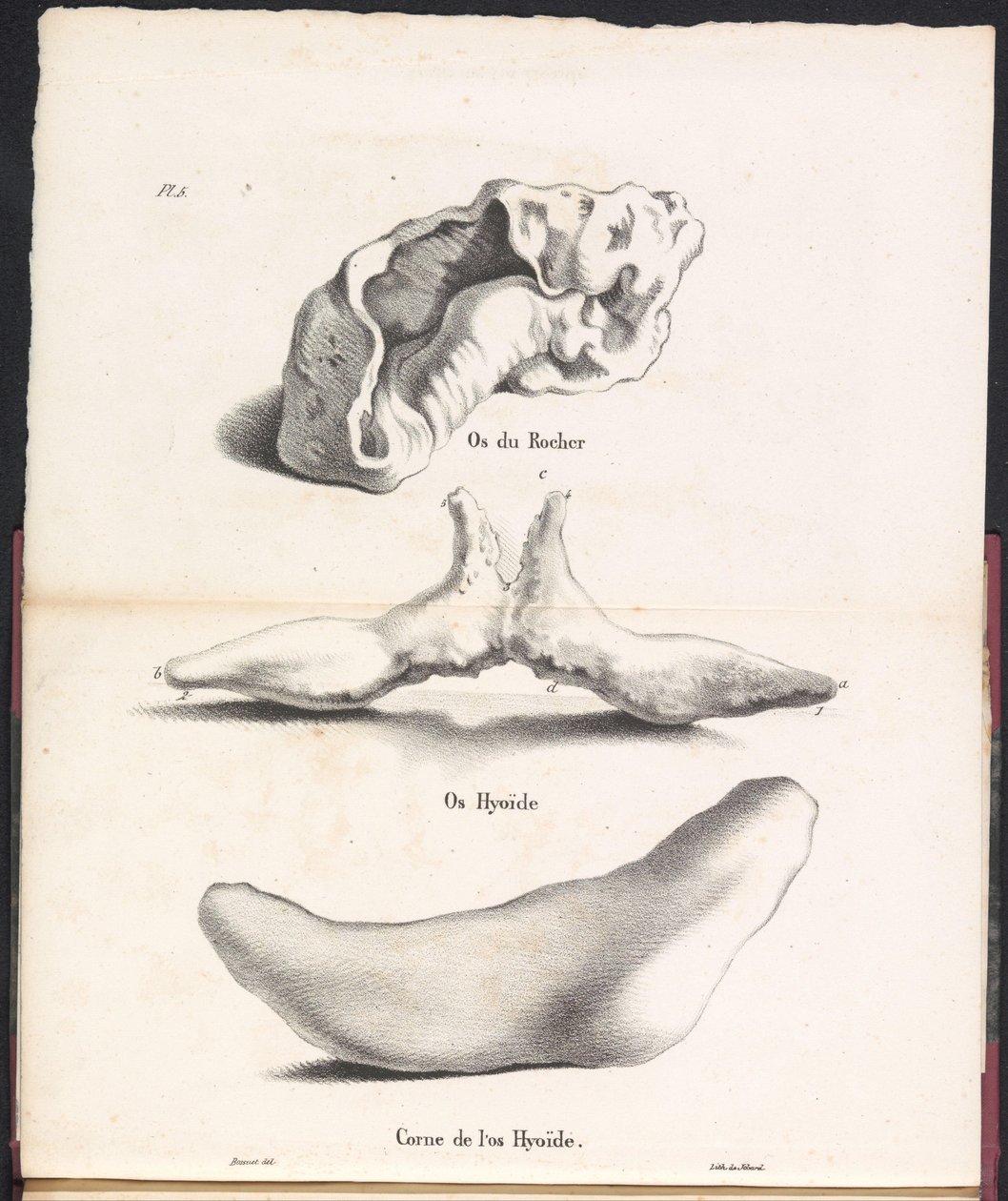 Tres partes del hueso hioides de la ballena, 1827 Os du Rocher / Os Hyoid / Corne de l