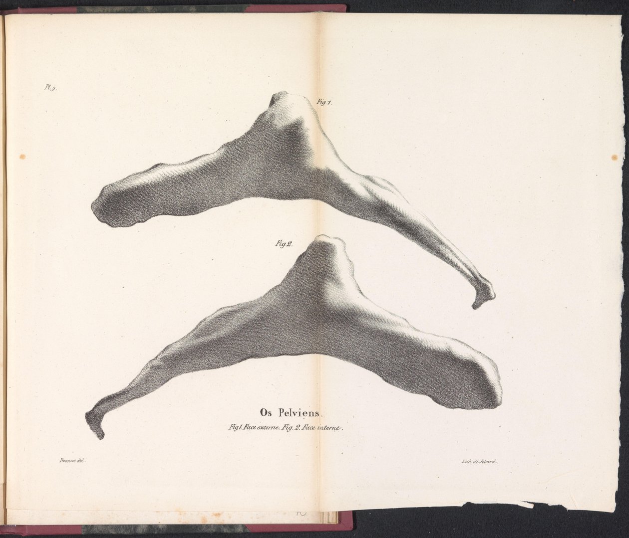 Hueso de la cadera de la ballena, 1827 Os Pelviens (título sobre objeto) de Bossuet