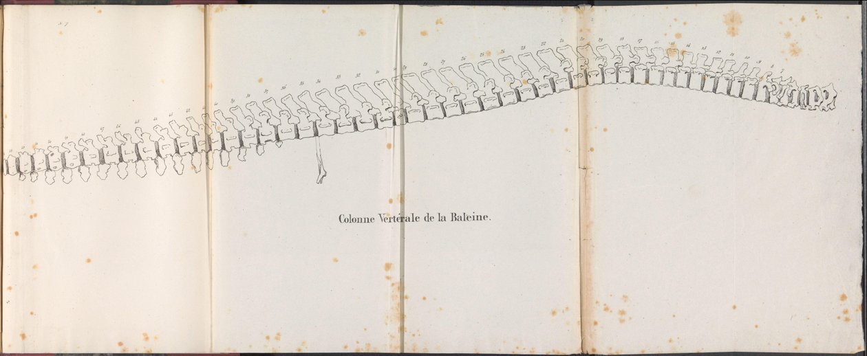 Columna vertebral de la ballena, 1827 Colonne Vertébrale de la Baleine (título sobre objeto) de Bossuet