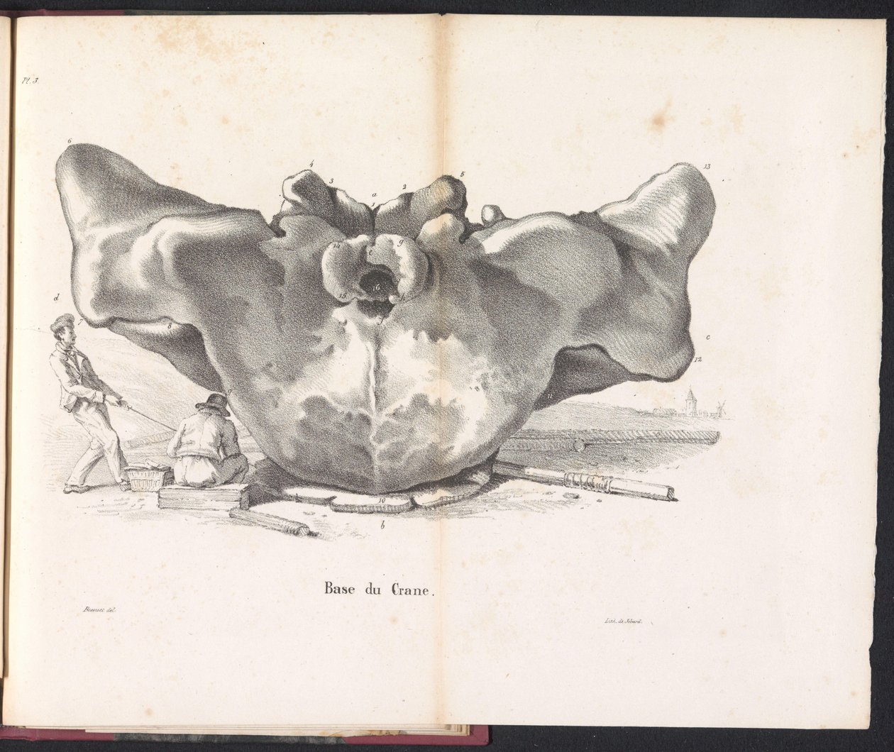 Cráneo de ballena, 1827 Base du Crane (título sobre objeto) de Bossuet