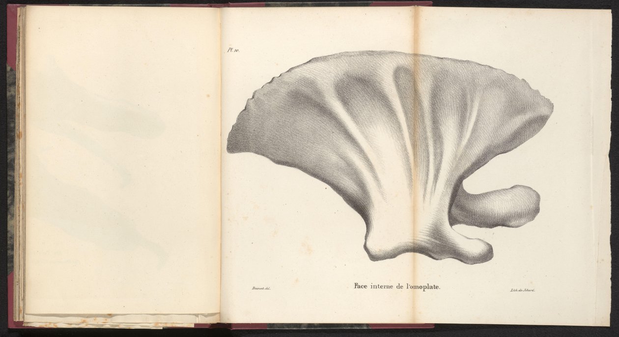 Omóplato de la ballena, 1827 Face interne de l