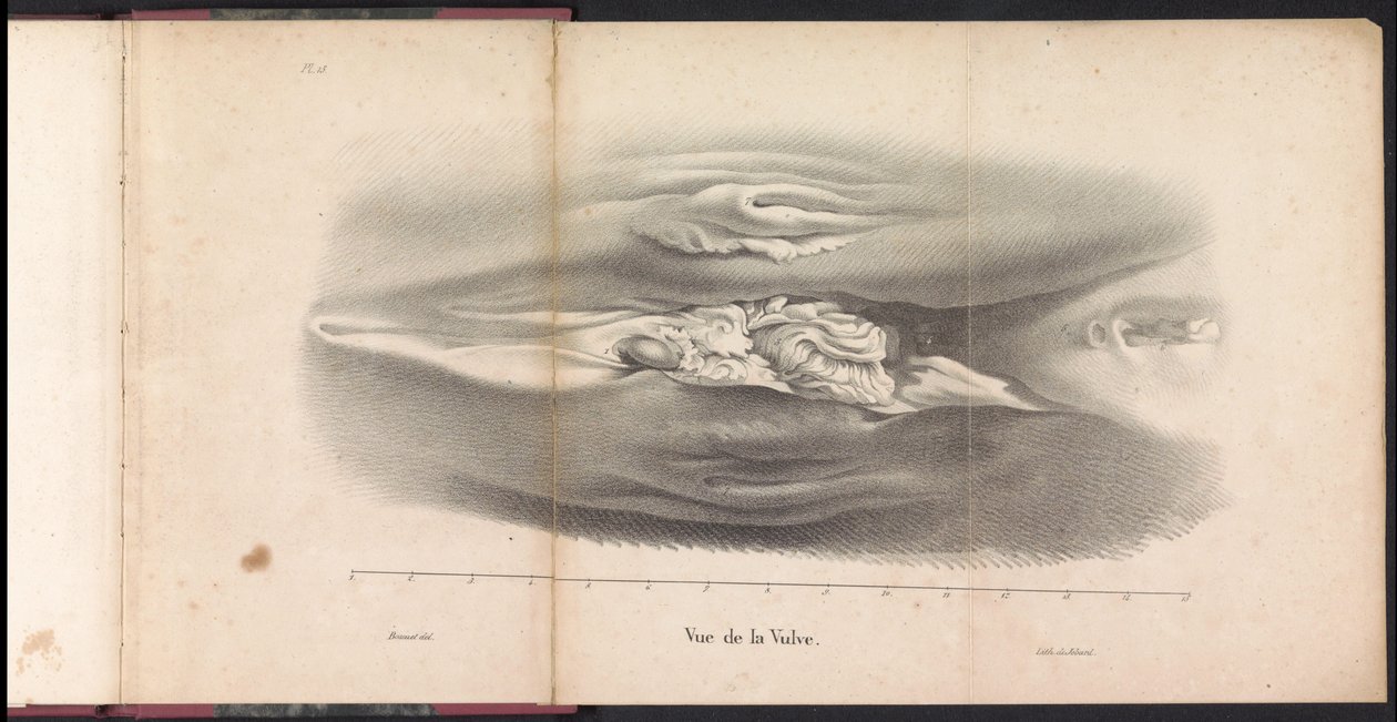 Genitales femeninos de la ballena, 1827 Vue de la Vulve (título sobre objeto) de Bossuet
