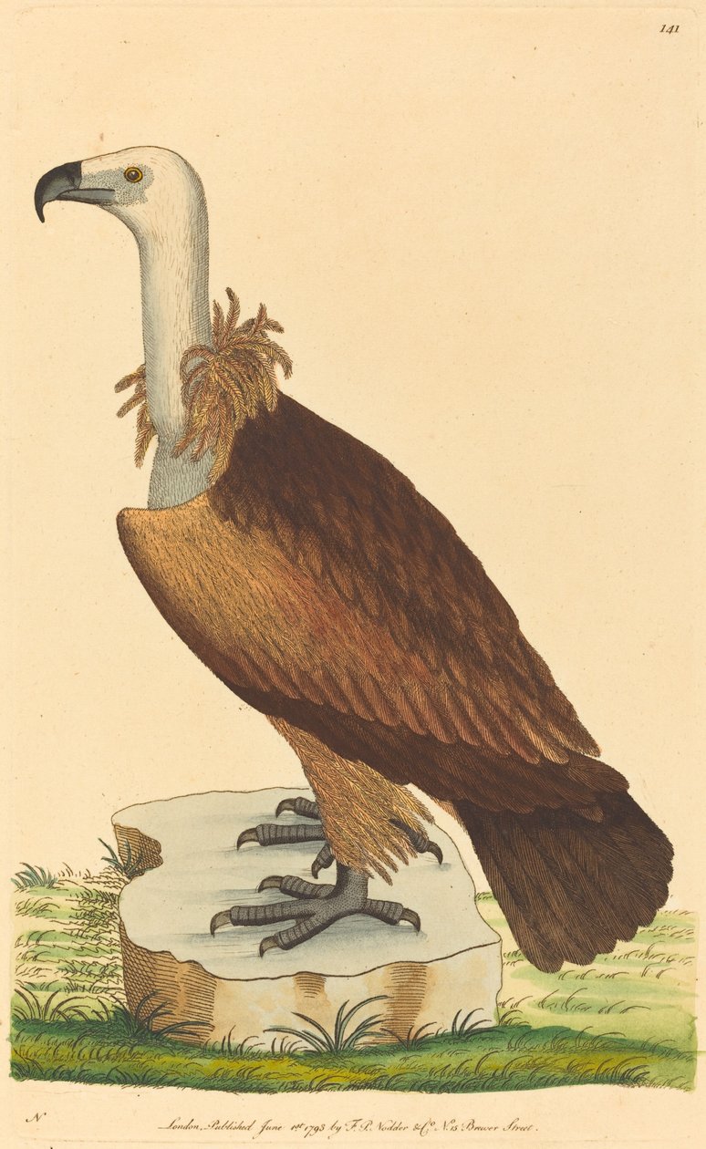 El buitre alpino de British 18th Century