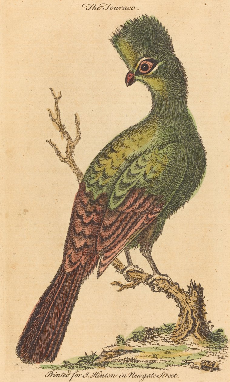 El pájaro Touraco de British 18th Century