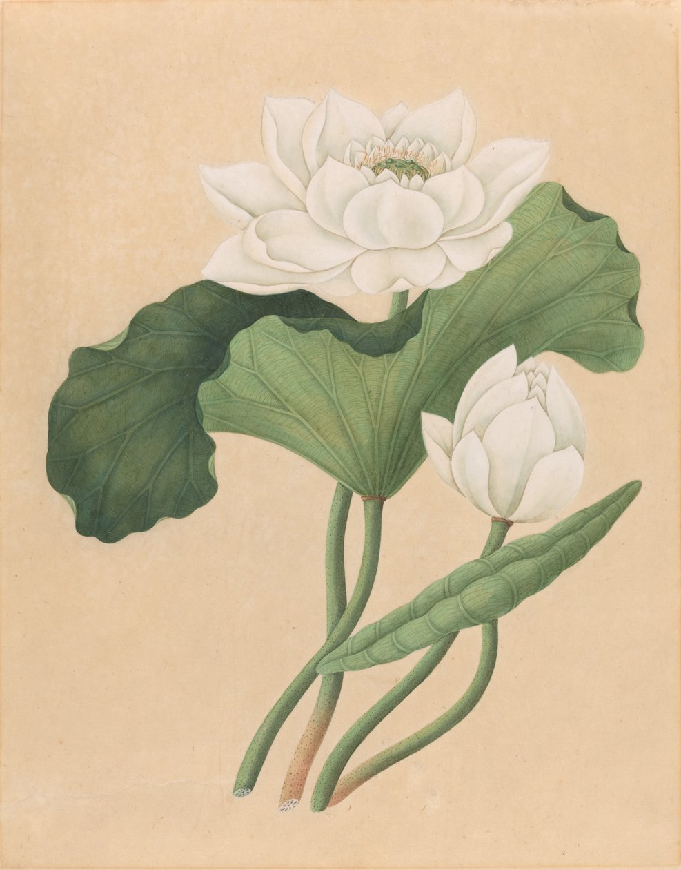 Loto indio oriental (Nelumbo nucifera) de British 19th Century