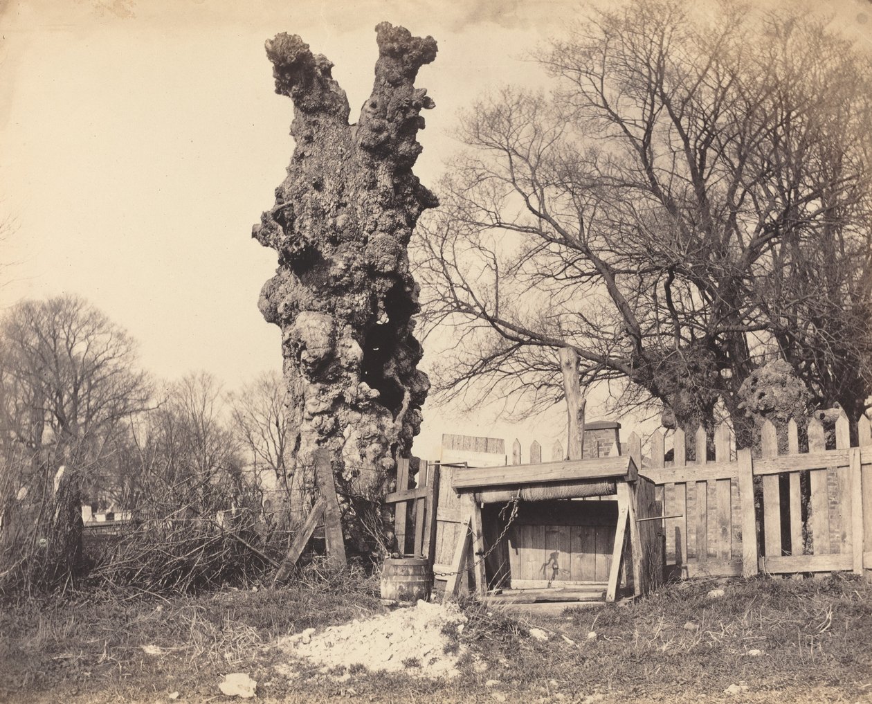 Árbol viejo cerca de Chatham de British 19th Century
