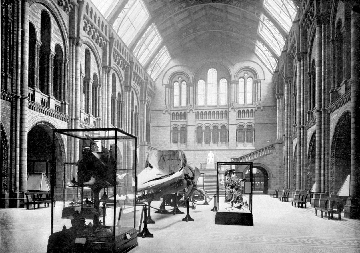 Vestíbulo de entrada del Museo de Historia Natural, South Kensington, Londres, 1890 de British Photographer