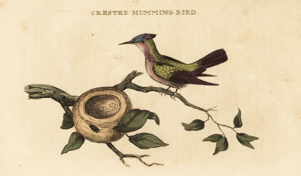 Colibrí crestado de las Antillas, Orthorhyncus cristatus de British School