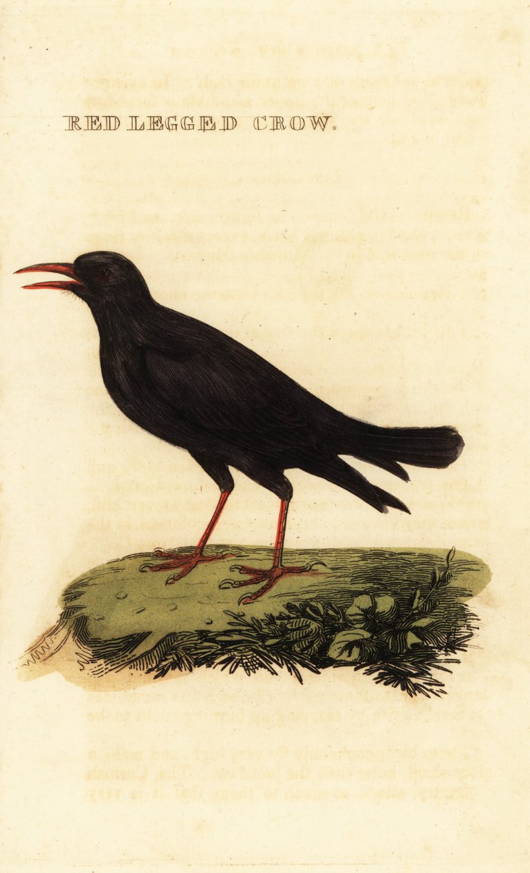 Chova piquirroja, Pyrrhocorax pyrrhocorax de British School