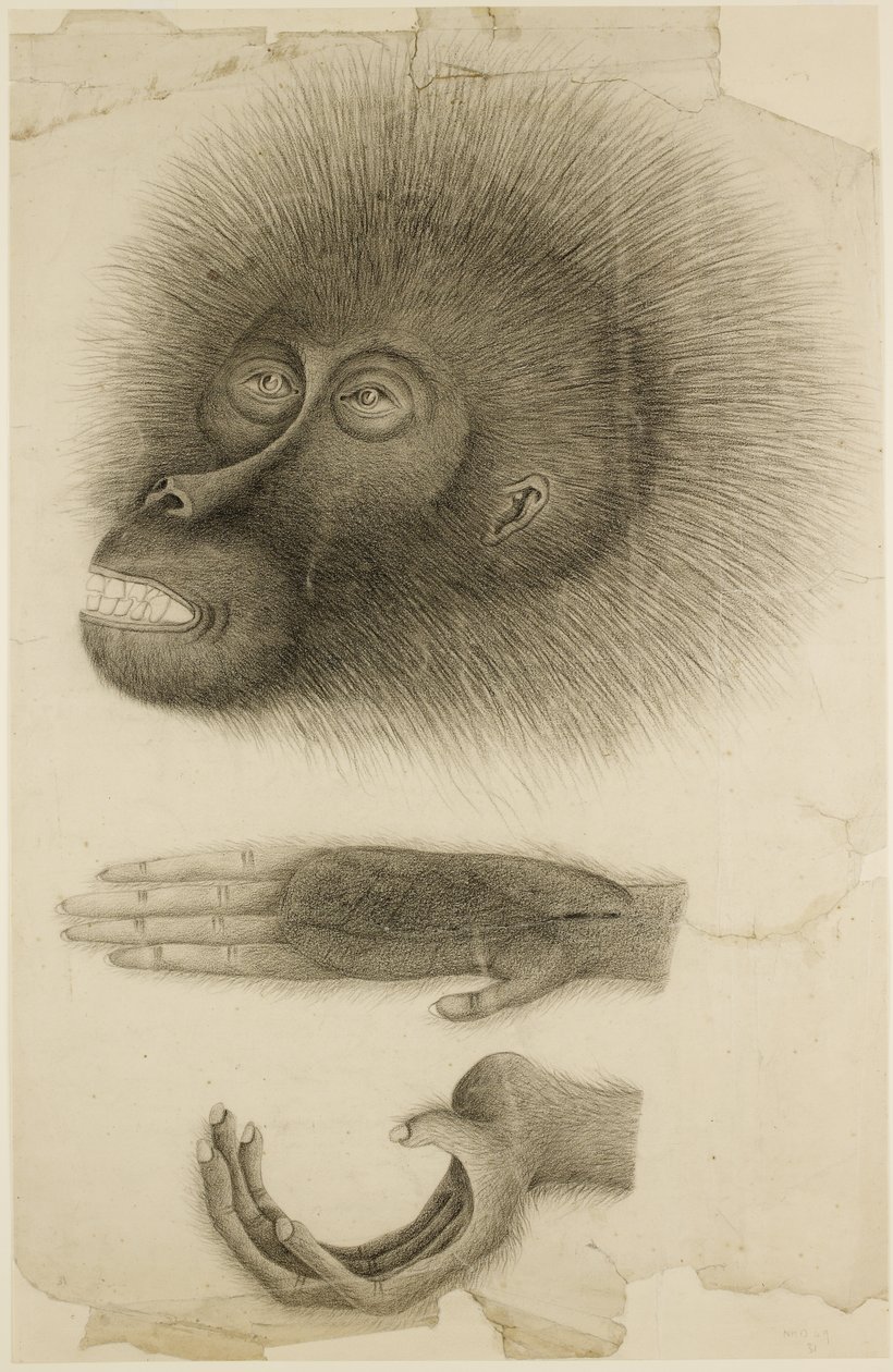 La cabeza y las manos de un orangután, c.1818-30 (lápiz y acuarela sobre papel) de British School