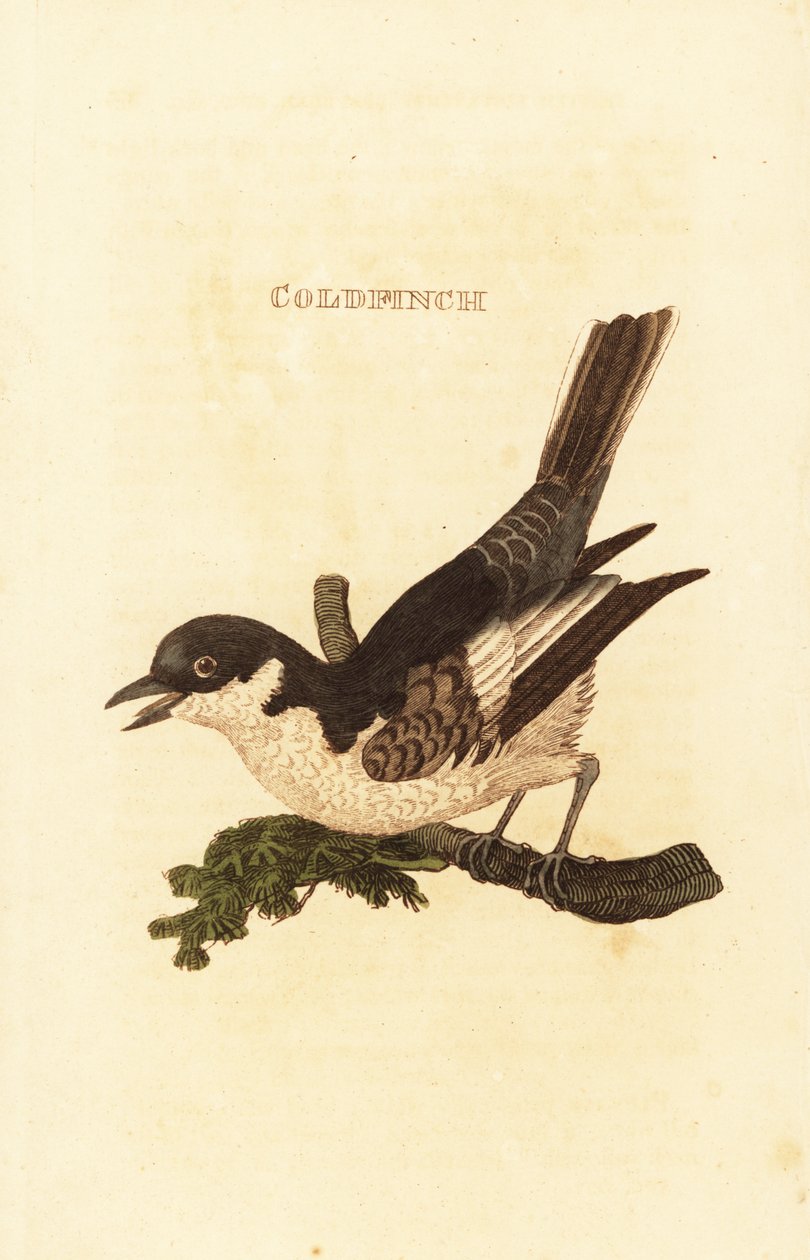 Lavandera blanca, Motacilla alba de British School