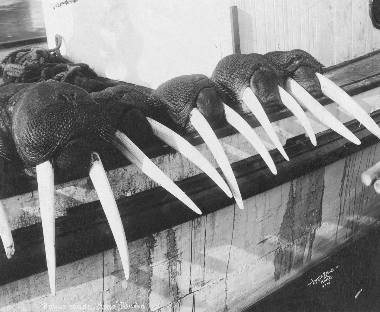 Colmillos de morsa, Nome, Alaska, c.1931 (foto) de Brothers Lomen
