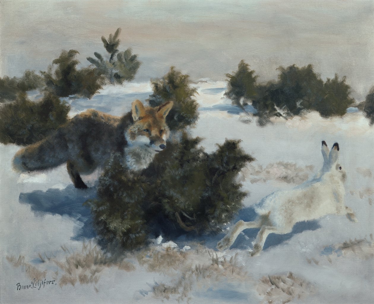 zorro y liebre de Bruno Andreas Liljefors