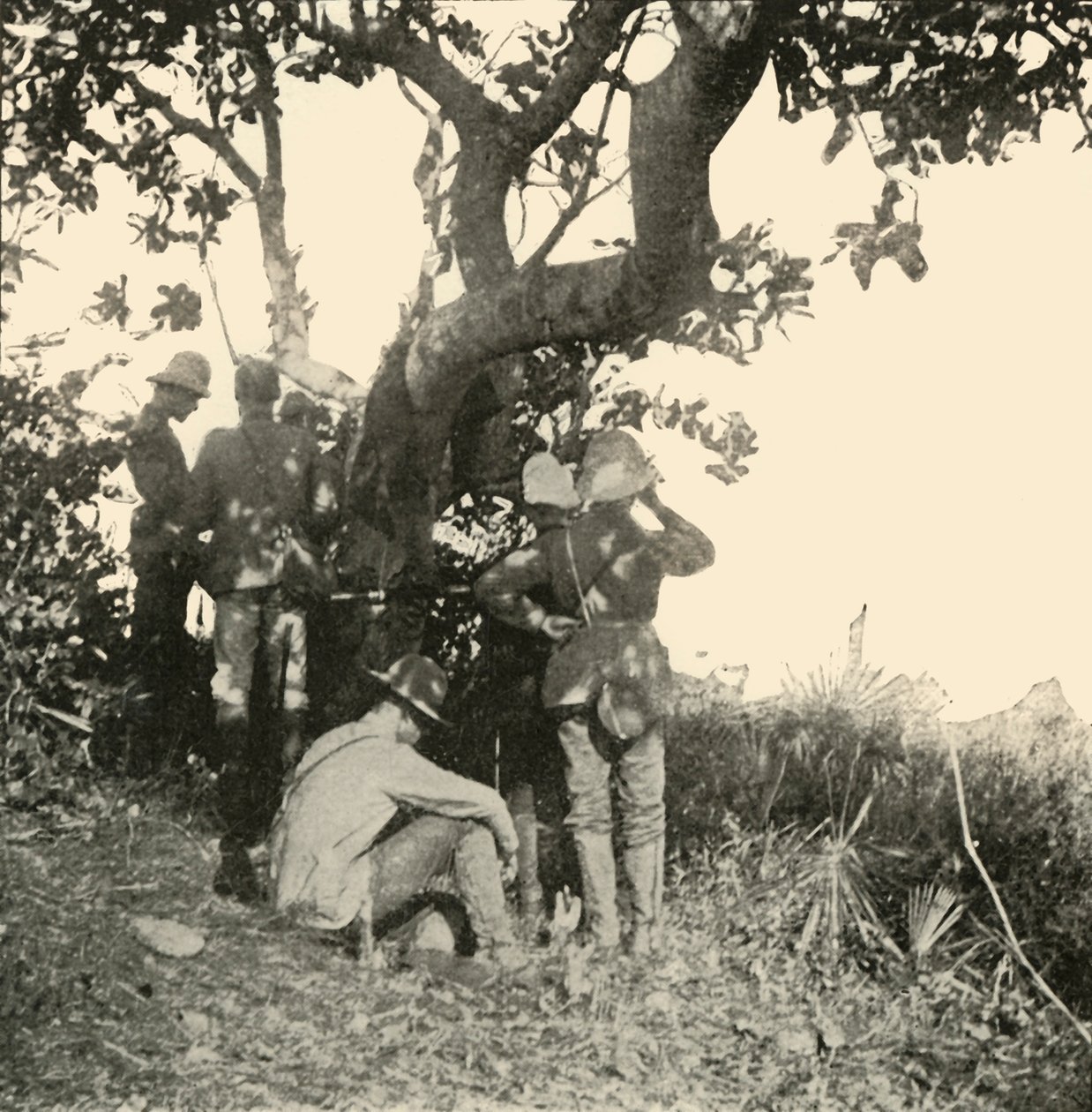 Árbol desde el cual el Capitán Paget... Vio... Batalla de San Juan, Guerra Hispanoamericana, junio de 1898, 1899 de Burr McIntosh
