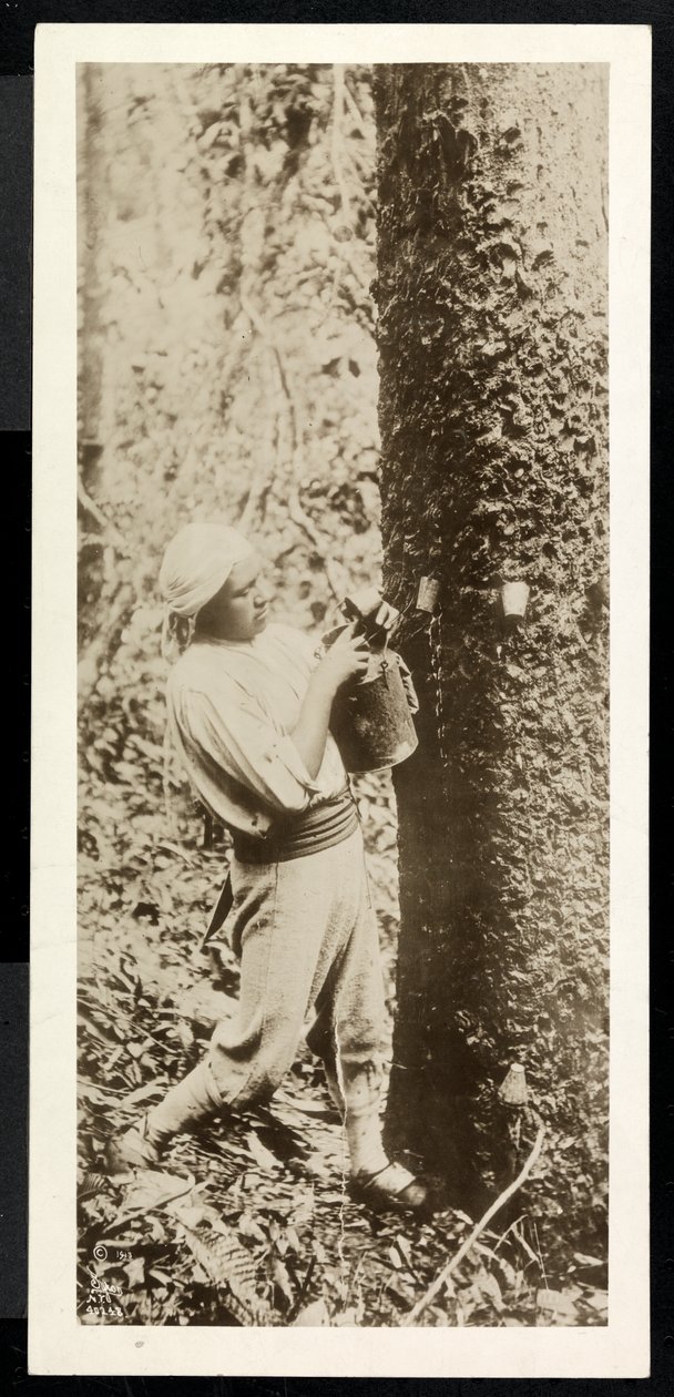 Vista de un hombre recolectando caucho de un árbol de caucho, presumiblemente en Panamá durante la construcción del canal, 1913 de Byron Company