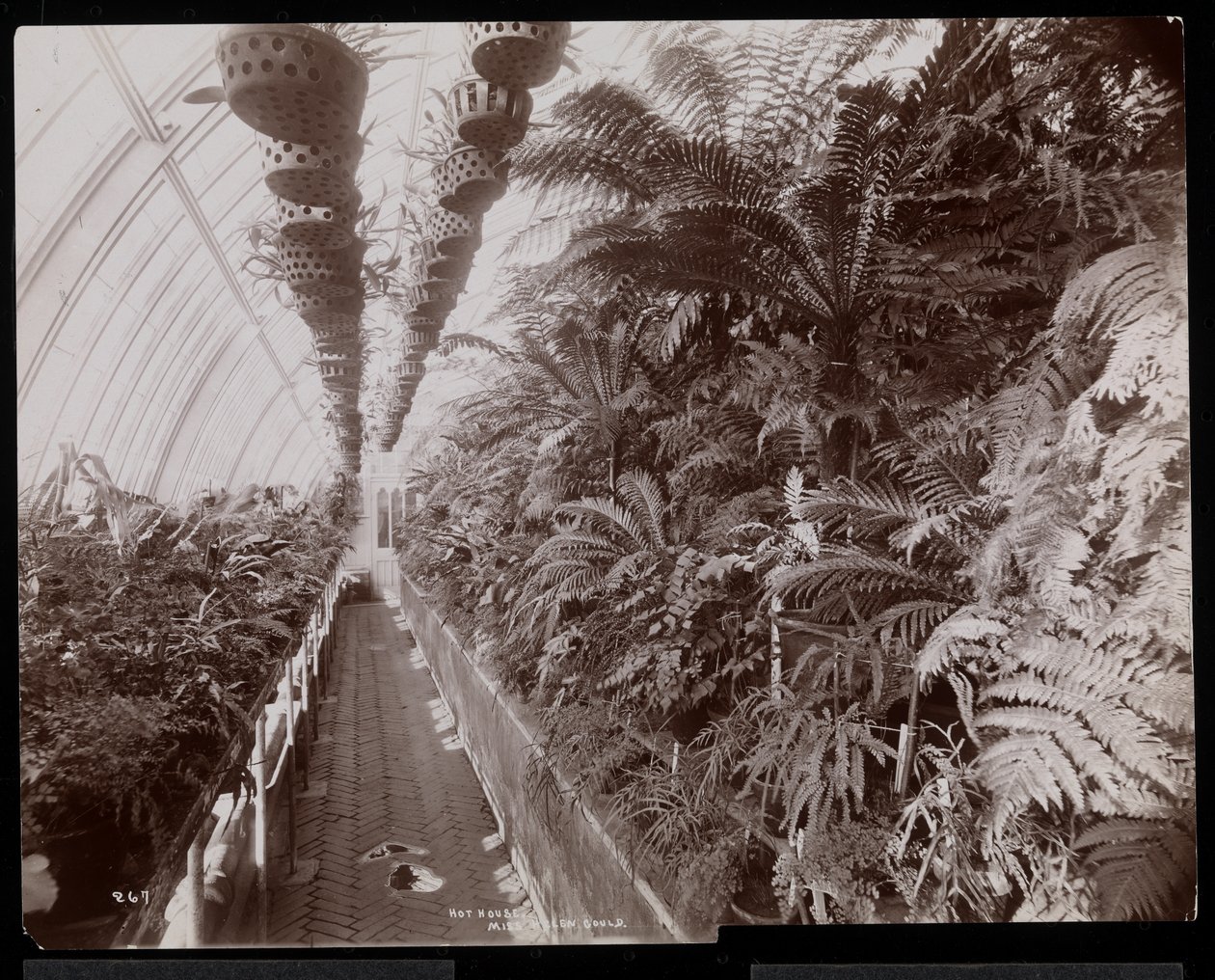 Plantas en un invernadero en la finca de Helen Gould (antigua residencia de Jay Gould) en Tarrytown, Nueva York, 1894 de Byron Company