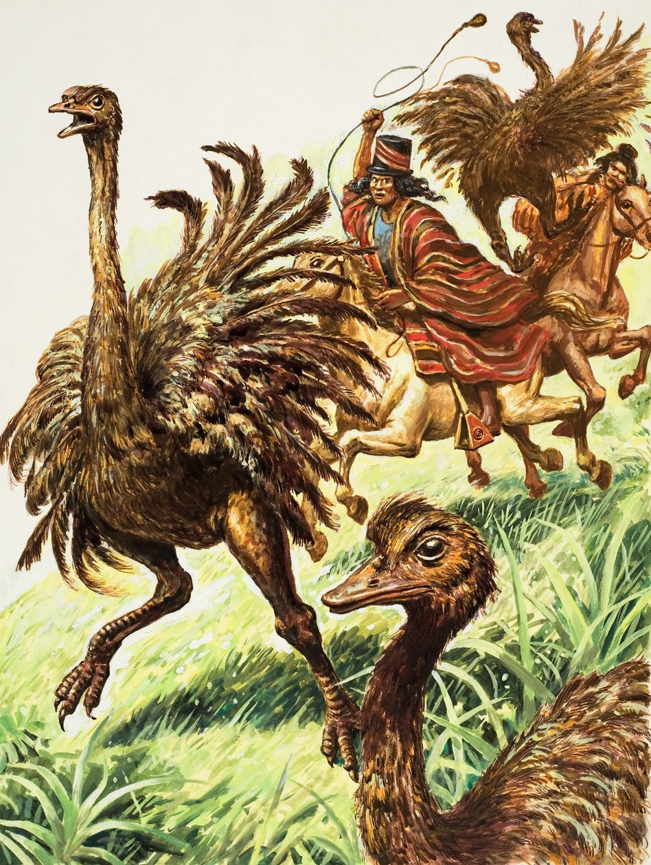Rheas (gouache sobre papel) de C.L. Doughty