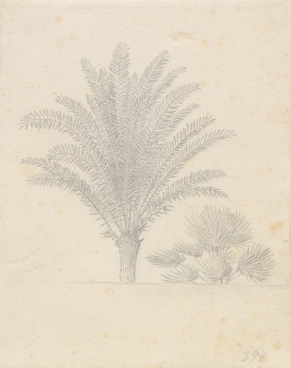 Palmera y grupo de hojas de Christoffer Wilhelm Eckersberg