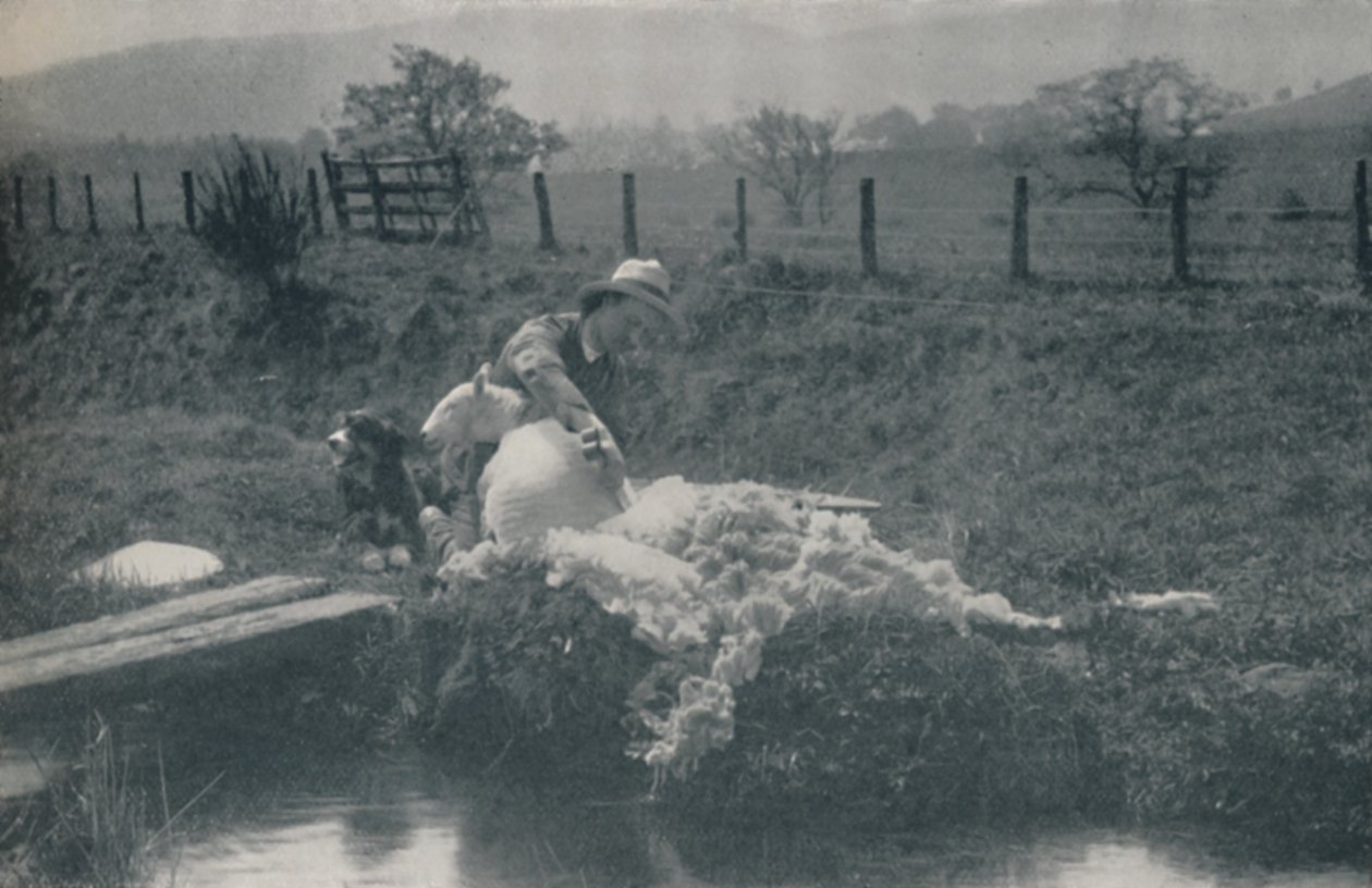 Esquila de ovejas, 1910 de C. Reid
