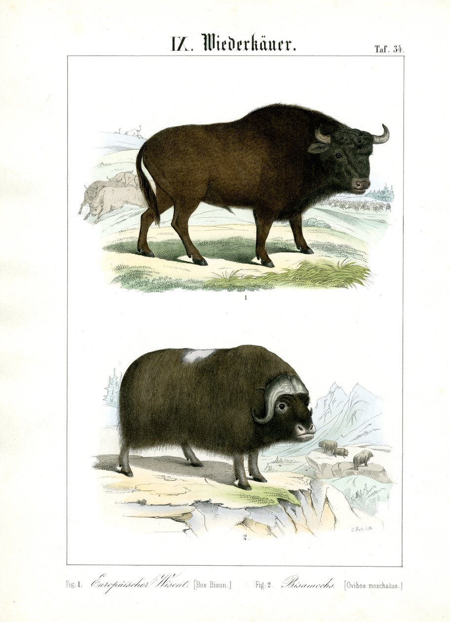  de C. Roth