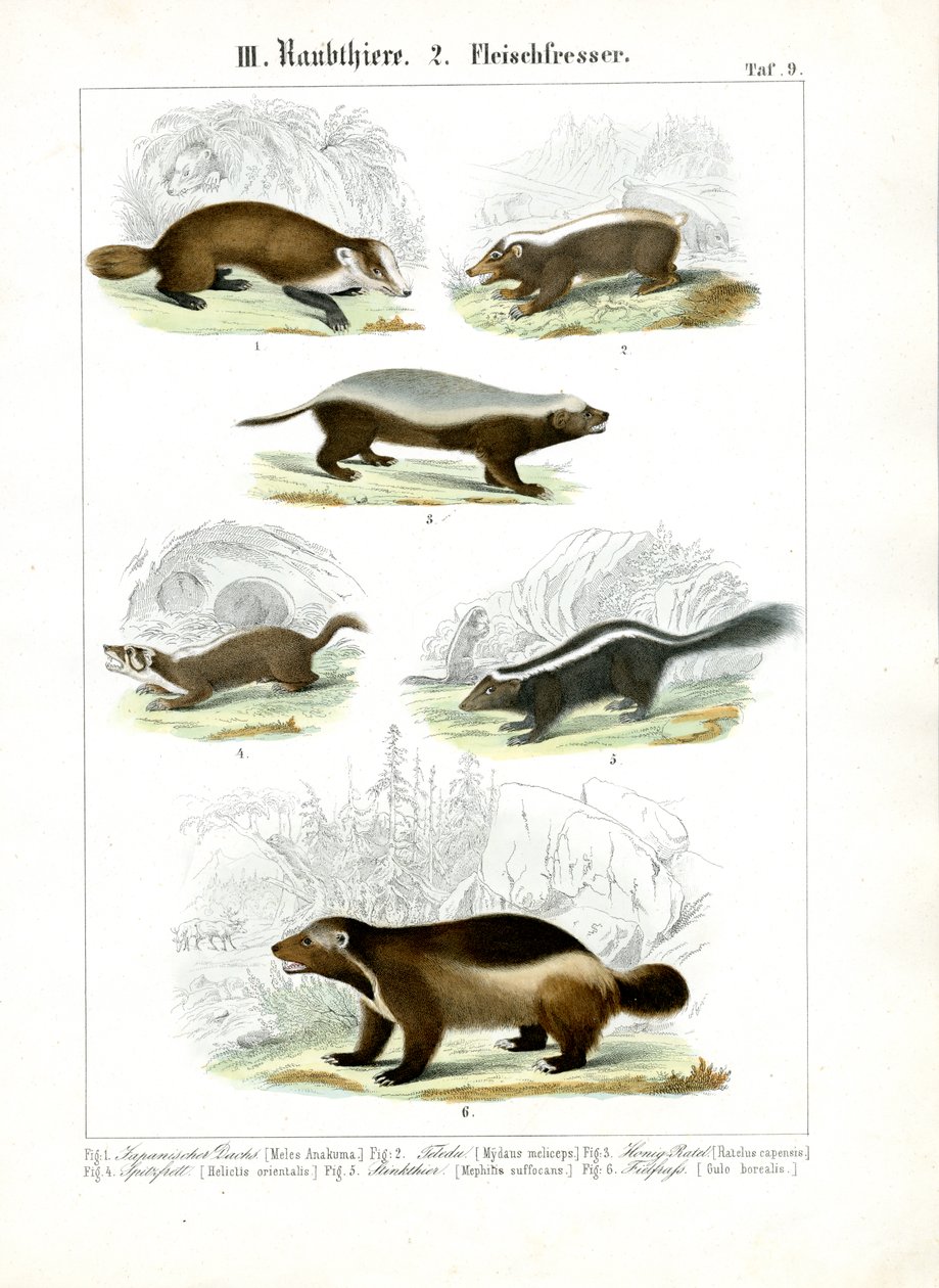 Carnívoros mustélidos de C. Roth