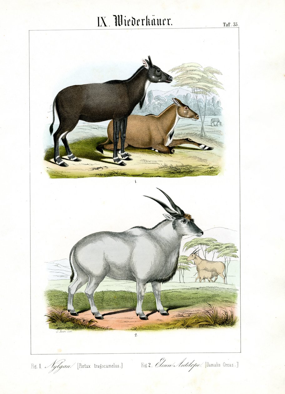 Antílopes nilgai y eland de C. Roth